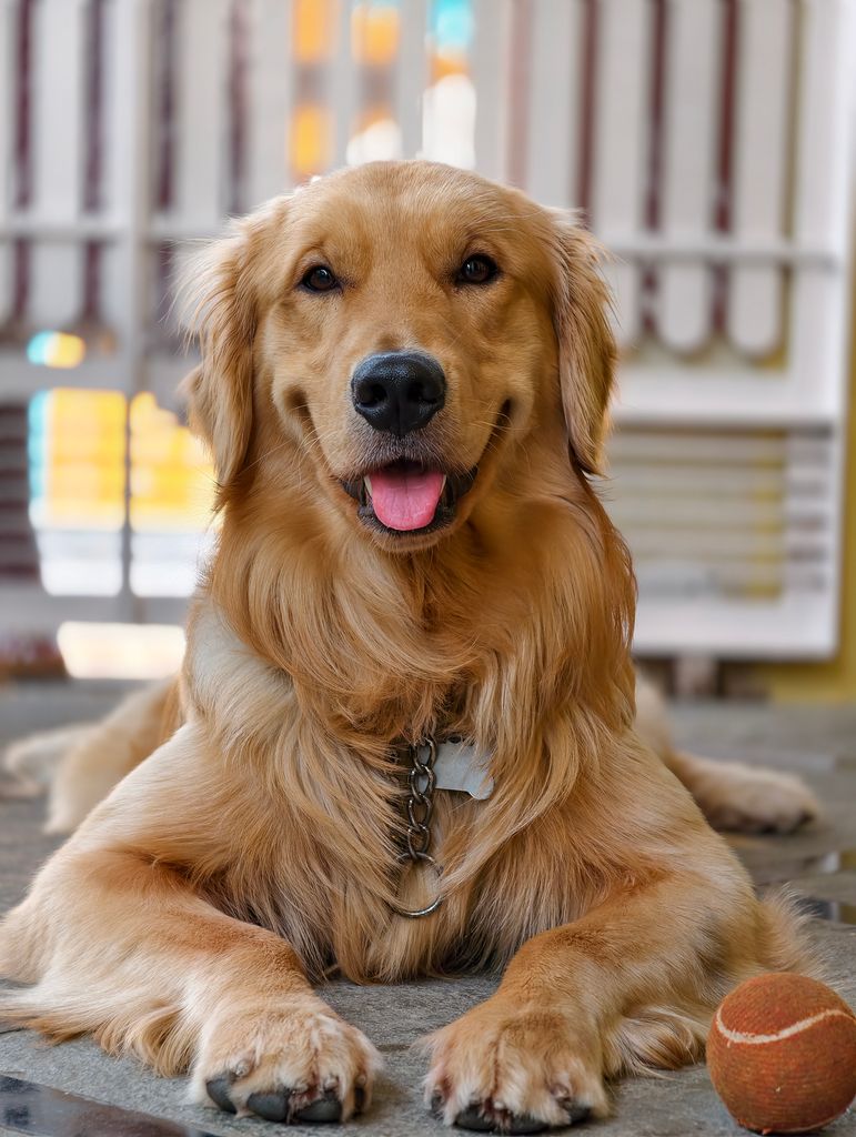 A playful golden retriever dog relaxing indoors with a ball. Perfect for pet lovers.